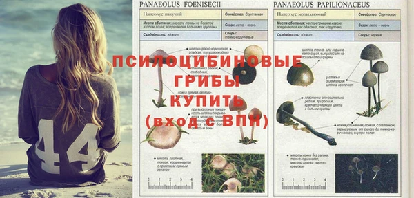 ГАЛЛЮЦИНОГЕННЫЕ ГРИБЫ Абаза